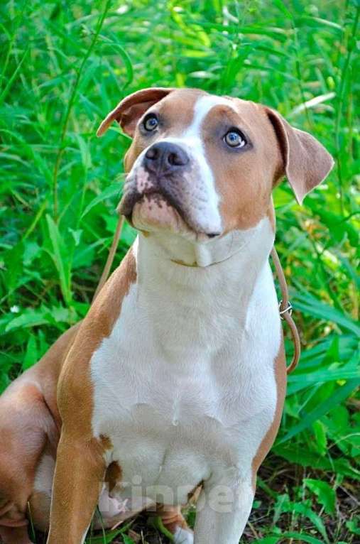Собаки в Челябинске: американский стаффордширский терьер Девочка, 55 000 руб. - фото 2
