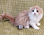 Кошки в Москве: Шотландская кошечка Девочка, 33 000 руб. - фото 2