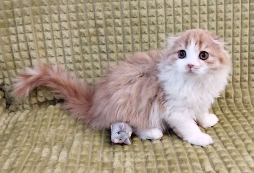 Кошки в Москве: Шотландская кошечка Девочка, 33 000 руб. - фото 2