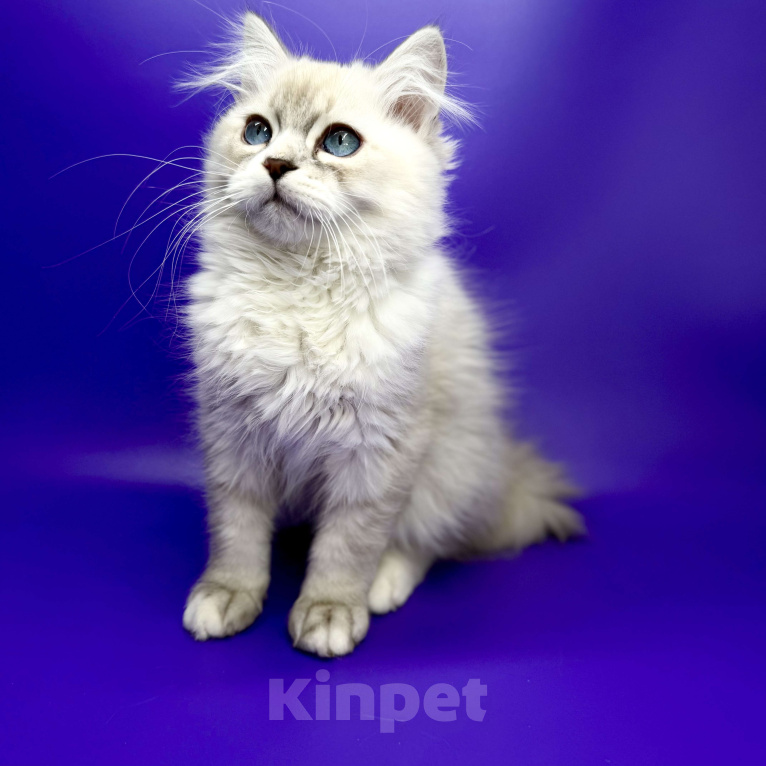 Кошки в Москве: Bonifaciy порода Невская Маскарадная Мальчик, Бесплатно - фото 1