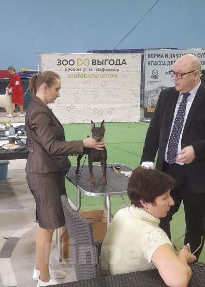 Собаки в других городах Калининградской области: Цвергпинчер Девочка, 55 000 руб. - фото 2