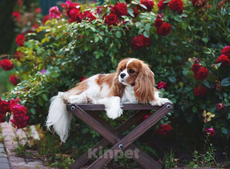 Собаки в Нижнем Новгороде: Шикарный кавалер на вязку Мальчик, 40 000 руб. - фото 1