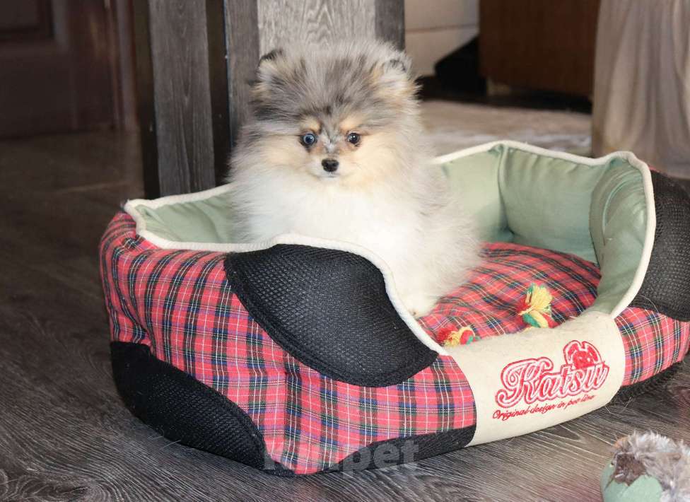 Собаки в Москве: Голубоглазый щенок шпица Мальчик, 55 000 руб. - фото 7