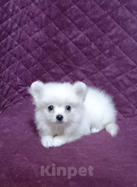 Собаки в Москве: Белоснежный малыш Мальчик, 25 000 руб. - фото 6