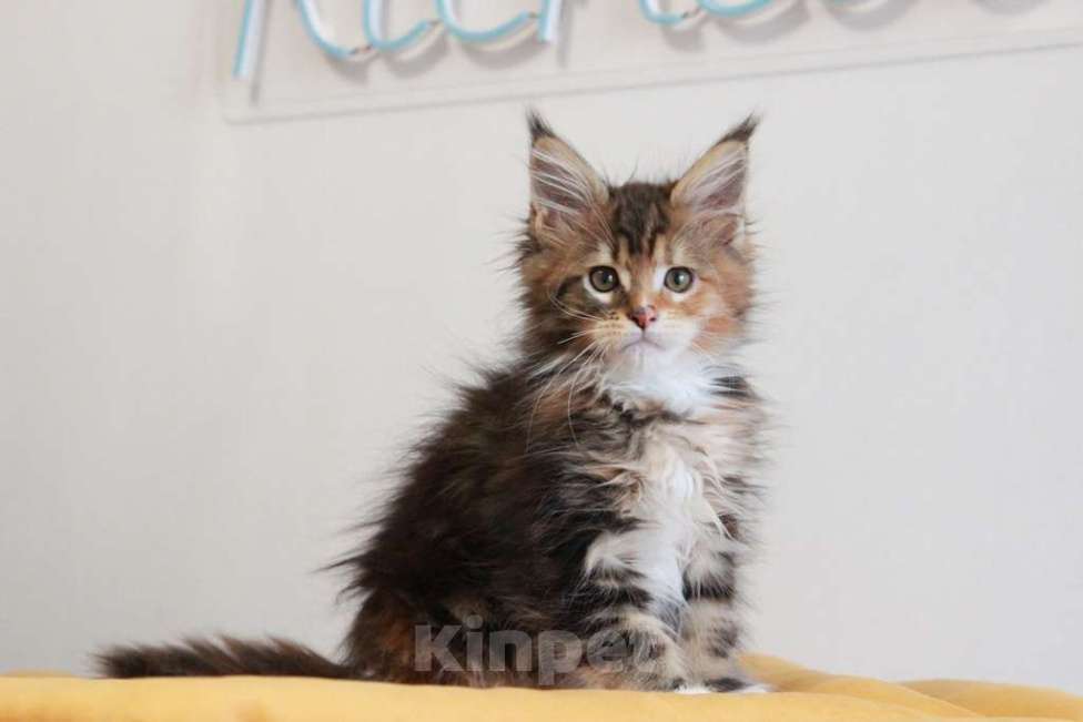 Кошки в Екатеринбурге: У всех хорошие, а у нас - лучшие! Alika Девочка, 25 000 руб. - фото 10