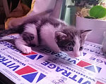 Кошки в Санкт-Петербурге: Котёнок-мальчик от домашней кошки Мальчик, 500 руб. - фото 3