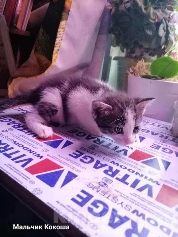 Кошки в Санкт-Петербурге: Котёнок-мальчик от домашней кошки Мальчик, 500 руб. - фото 3