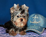 Собаки в Москве: Мальчик Йорк от чемпионов. Мальчик, 70 000 руб. - фото 6
