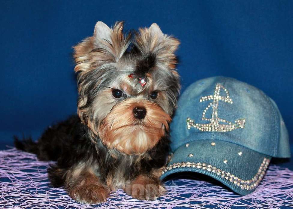 Собаки в Москве: Мальчик Йорк от чемпионов. Мальчик, 70 000 руб. - фото 6