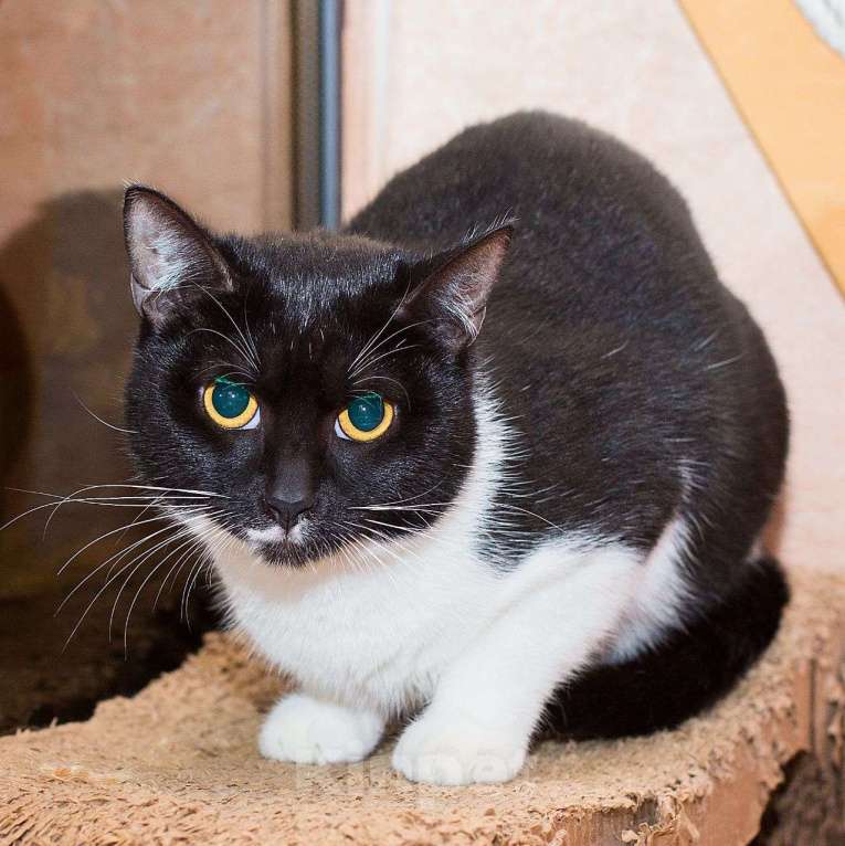 Кошки в Москве: Черно-белая кошечка Николь ищет дом!  Девочка, Бесплатно - фото 2