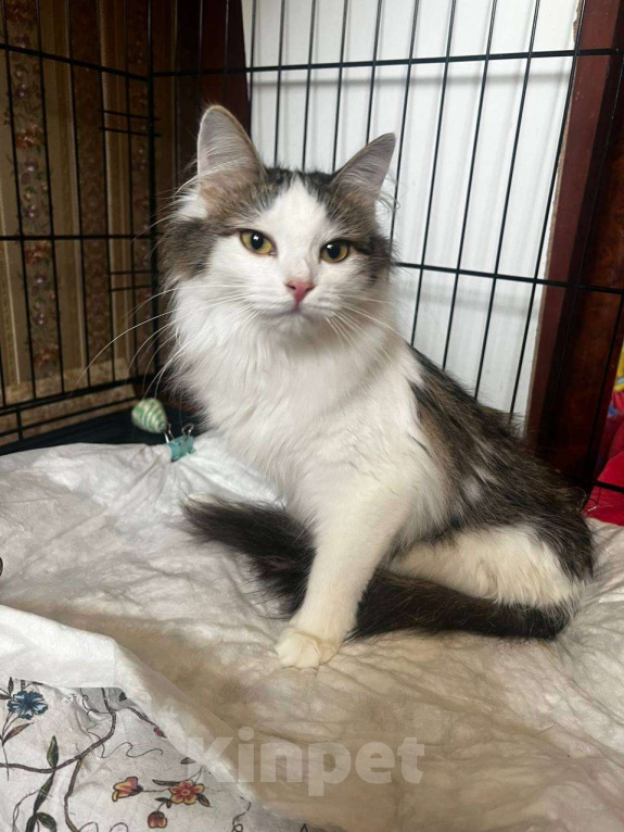 Кошки в Москве: Особенная малышка Ася ищет дом Девочка, Бесплатно - фото 2