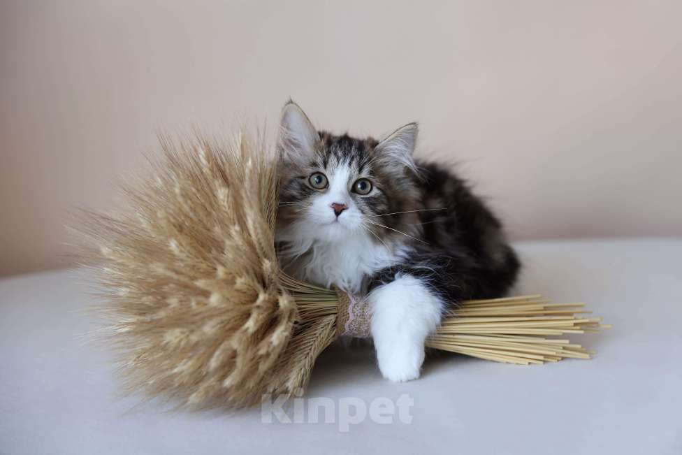 Кошки в Серпухове: Это не Кот, это Шедевр ) Флокс Русские Цветы Мальчик, 90 000 руб. - фото 1