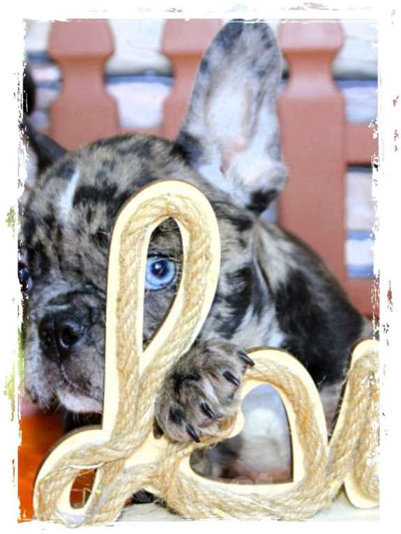 Собаки в Москве: Французский бульдог щенки Мальчик, Бесплатно - фото 1
