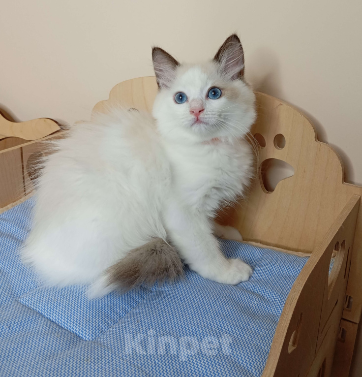 Кошки в Москве: Maximilian SergioMagicHouse Мальчик, 30 000 руб. - фото 8