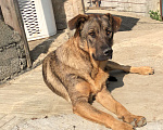 Собаки в Сочи: Вольт в добрые руки  Мальчик, Бесплатно - фото 1
