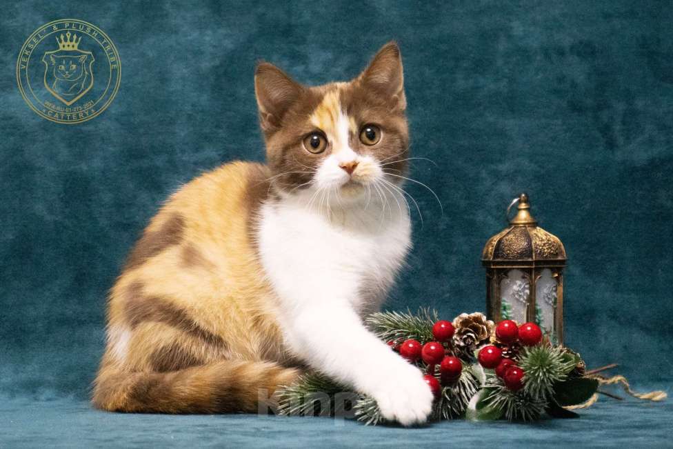 Кошки в Люберцах: Британский котенок Девочка, 50 000 руб. - фото 6