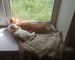 Кошки в Москве: Два котика легче воспитывать, чем одного Мальчик, 500 руб. - фото 4