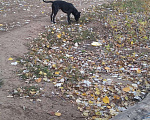 Собаки в Оренбурге: Вязка, Бесплатно - фото 3