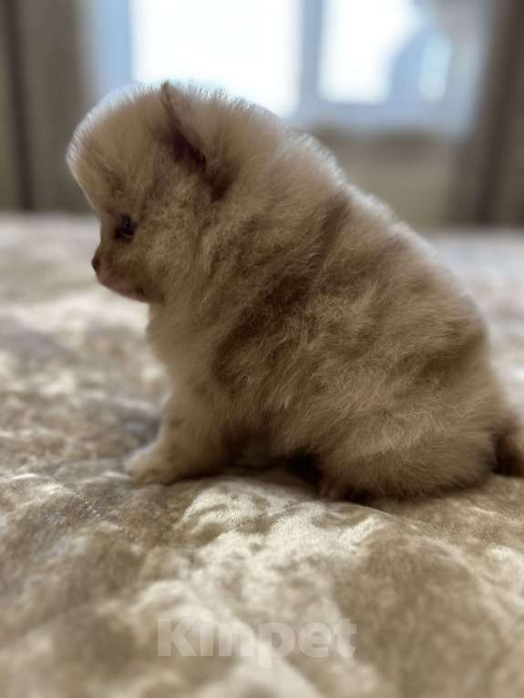 Собаки в Киселевске: Шпиц  Мальчик, Бесплатно - фото 4