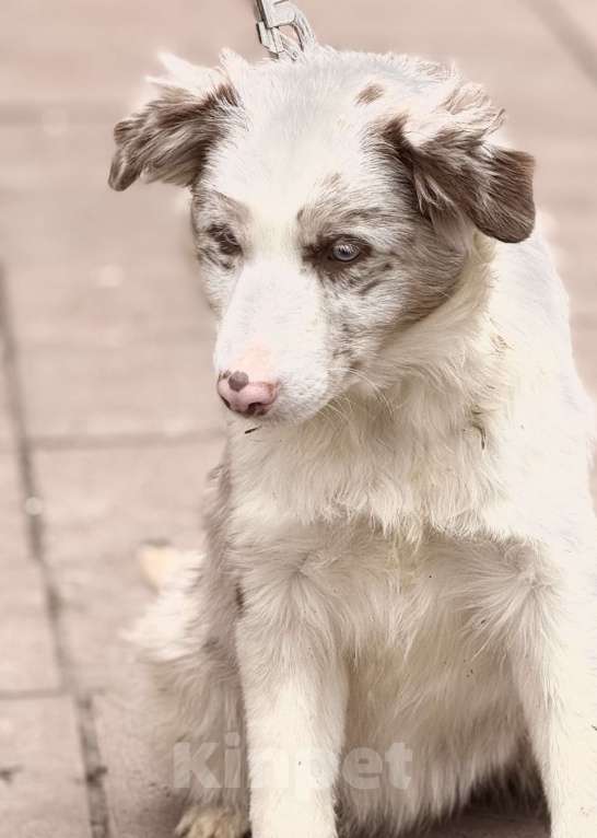 Собаки в Москве: Голубоглазая девочка бордер-колли Девочка, 85 000 руб. - фото 2