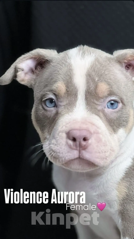 Собаки в Ростове-на-Дону: Американский булли щенки  Мальчик, 120 000 руб. - фото 3