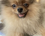 Собаки в Красноярске: Продам щенков померанского шпица Мальчик, Бесплатно - фото 3