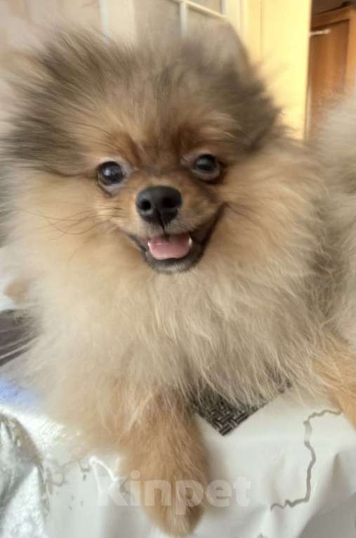Собаки в Красноярске: Продам щенков померанского шпица Мальчик, Бесплатно - фото 3