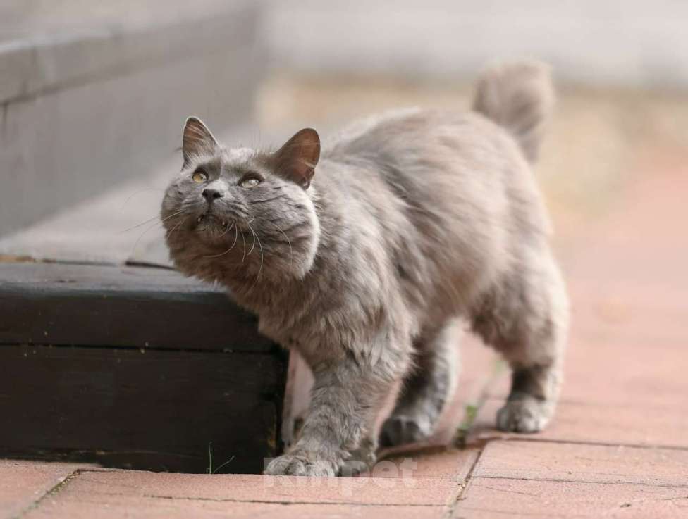 Кошки в Москве: Шикарный Дымок - метис нибелунга (1,5 г.) в дар Мальчик, Бесплатно - фото 1
