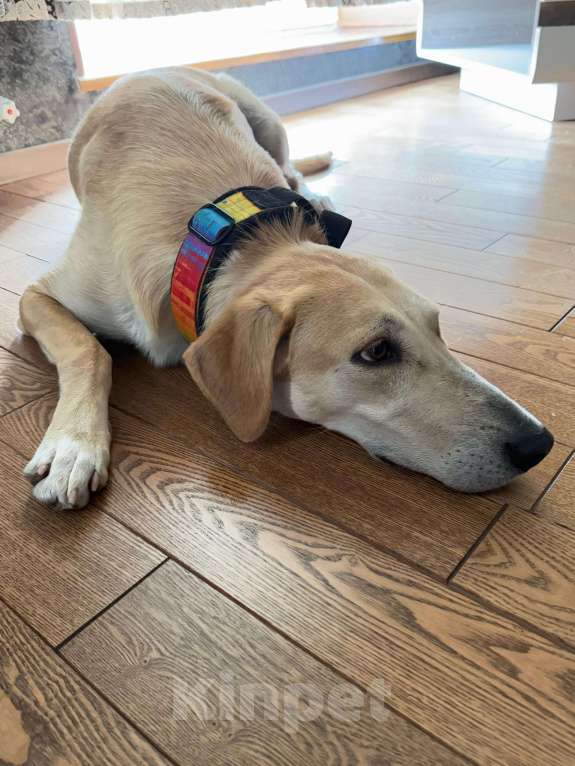 Собаки в Химках: Луна Русская гончая в добрые руки Девочка, Бесплатно - фото 2