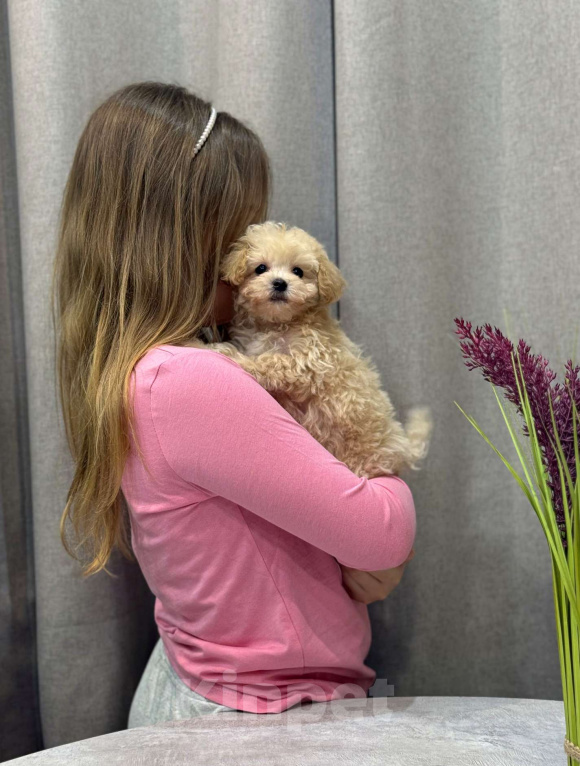 Собаки в Москве: Мальтипу мальчик 1 Мальчик, 150 000 руб. - фото 9