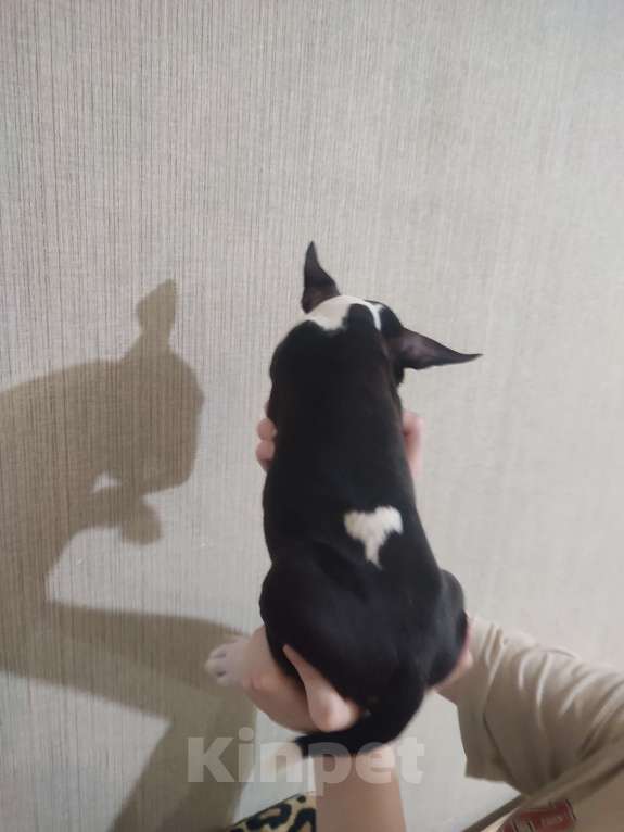 Собаки в Сургуте: Он готов подарить вам своё сердце!  Мальчик, 100 000 руб. - фото 7