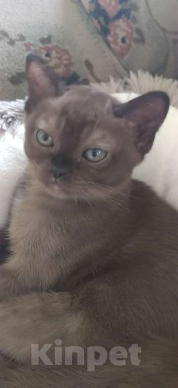 Кошки в Сланце: Котята европейской бурмы Девочка, 29 000 руб. - фото 7