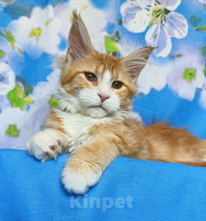 Кошки в Москве: Котёнок Мейн-Кун Девочка Девочка, 50 000 руб. - фото 2