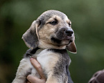 Собаки в Москве: 🐶 Рокки в поисках своих МамПап! 🐶 Мальчик, Бесплатно - фото 1