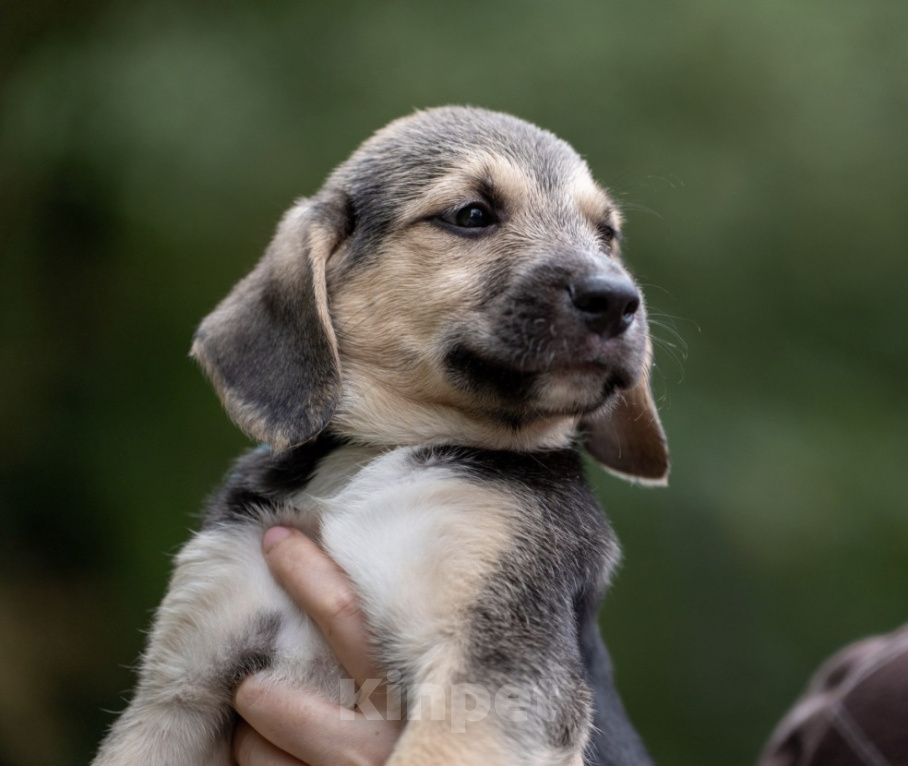 Собаки в Москве: 🐶 Рокки в поисках своих МамПап! 🐶 Мальчик, Бесплатно - фото 1