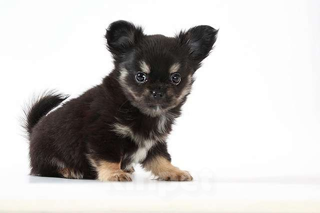 Собаки в Москве: Миниатюрный мальчик Мальчик, 42 000 руб. - фото 1