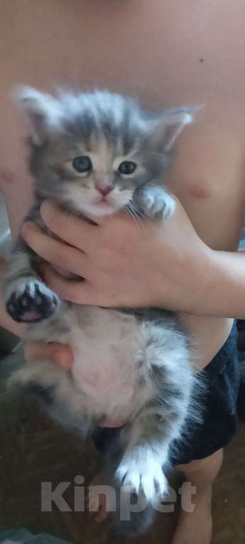 Кошки в Тобольске: Мейн,-кун Девочка, 5 000 руб. - фото 3