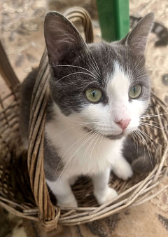 Подросший котенок малыш. Будет вашим большим котом