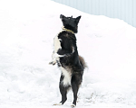 Собаки в Москве: Собака почти как мини лаечка Тяпочка, 1 год. Девочка, 1 руб. - фото 2