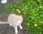 Кошки в Москве: Отдам бесплатно в добрые руки Мальчик, Бесплатно - фото 4