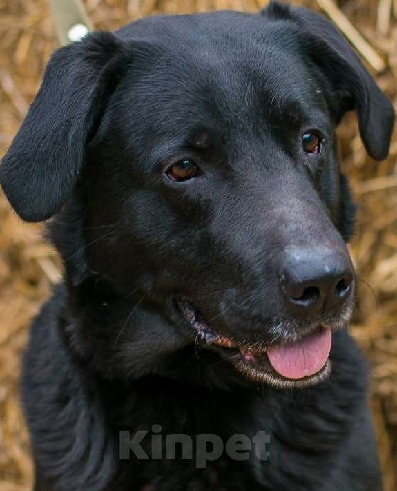 Собаки в Москве: Щенки от лабрадора и хаски в добрые руки Мальчик, Бесплатно - фото 10
