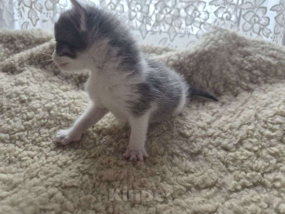 Кошки в Москве: Котята ищут дом Мальчик, Бесплатно - фото 3