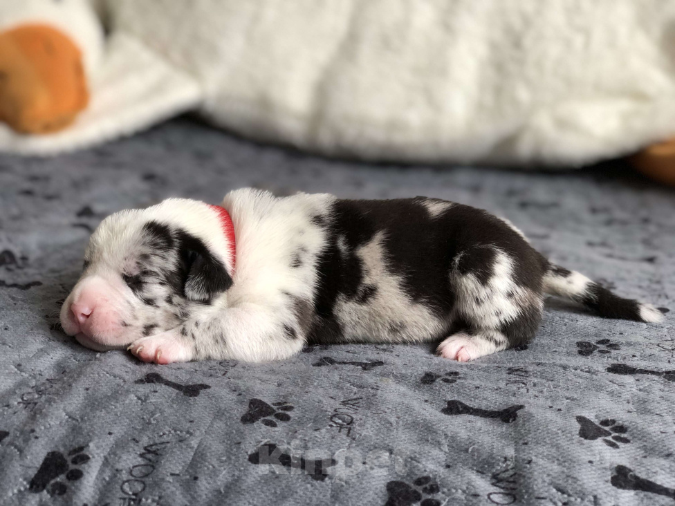 Собаки в Волгограде: Американский булли девочка покет Девочка, 90 000 руб. - фото 1