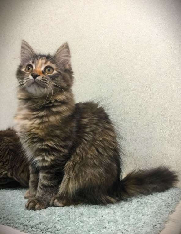 Кошки в Санкт-Петербурге: Сибирские котята Девочка, 45 000 руб. - фото 3