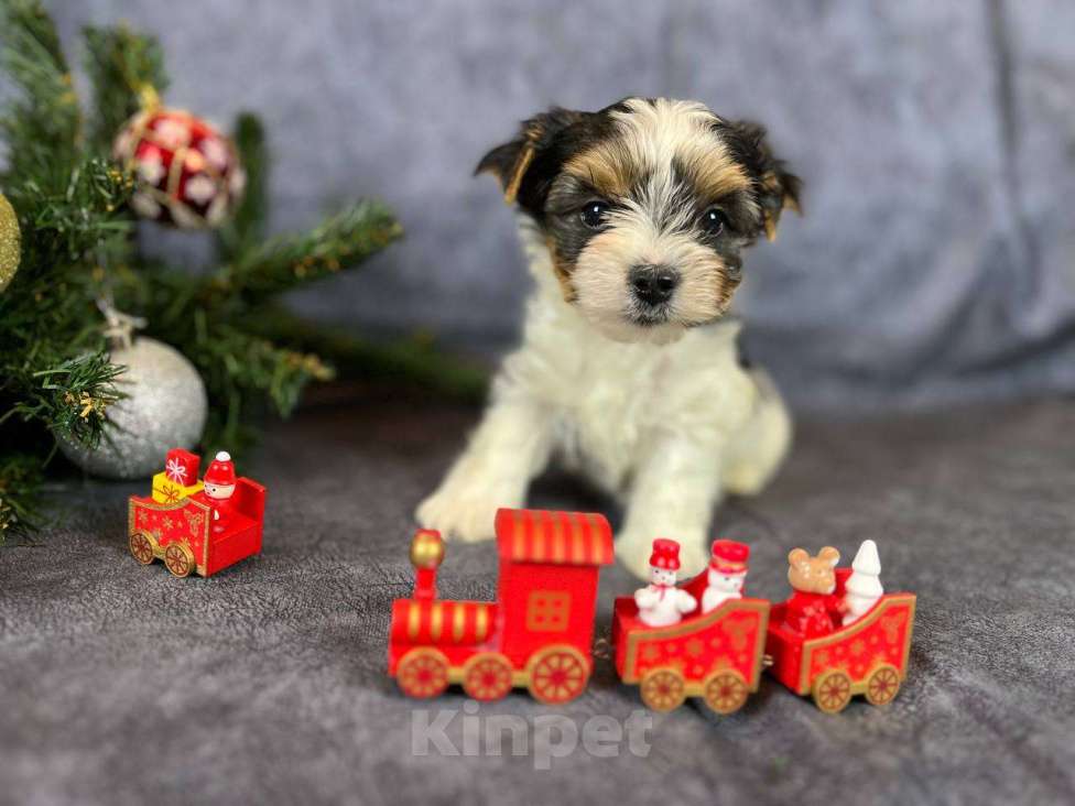 Собаки в Вологде: Щенок бивер терьера Мальчик, 85 000 руб. - фото 1