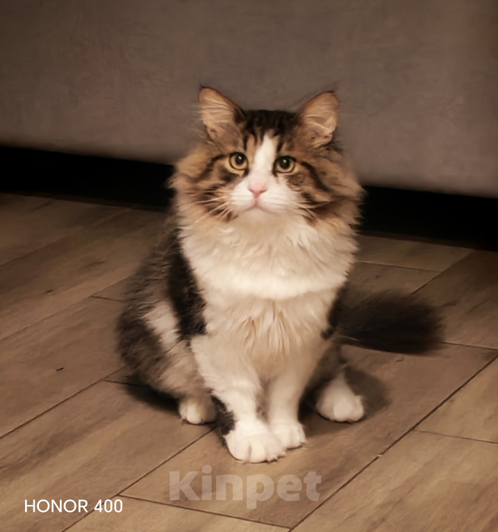 Кошки в Раменском: Кот в любящие ручки Мальчик, Бесплатно - фото 3