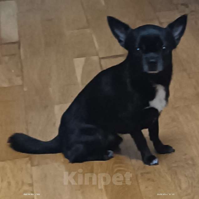 Собаки в Москве: Вязка чихуахуа Мальчик, 5 000 руб. - фото 3