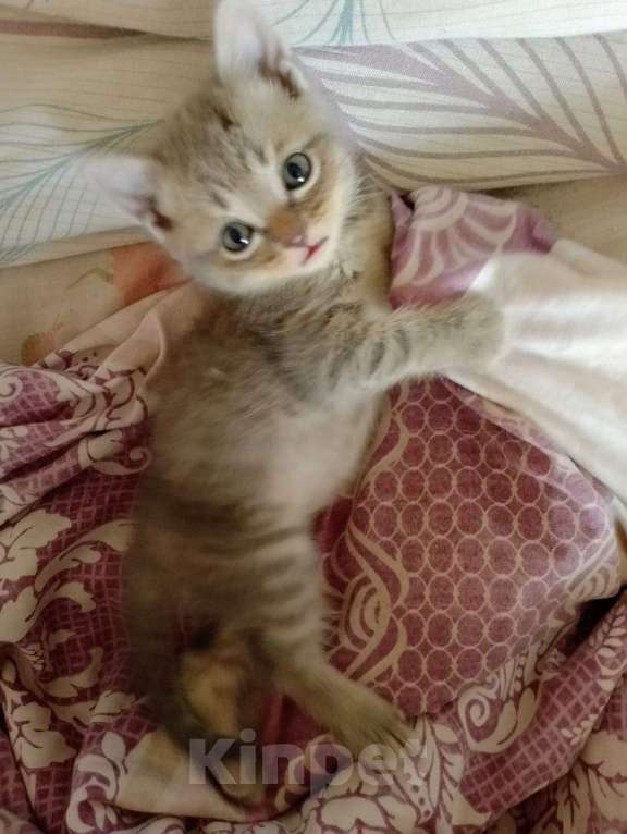 Кошки в Ростове-на-Дону: Шотландские котята Девочка, 1 000 руб. - фото 2