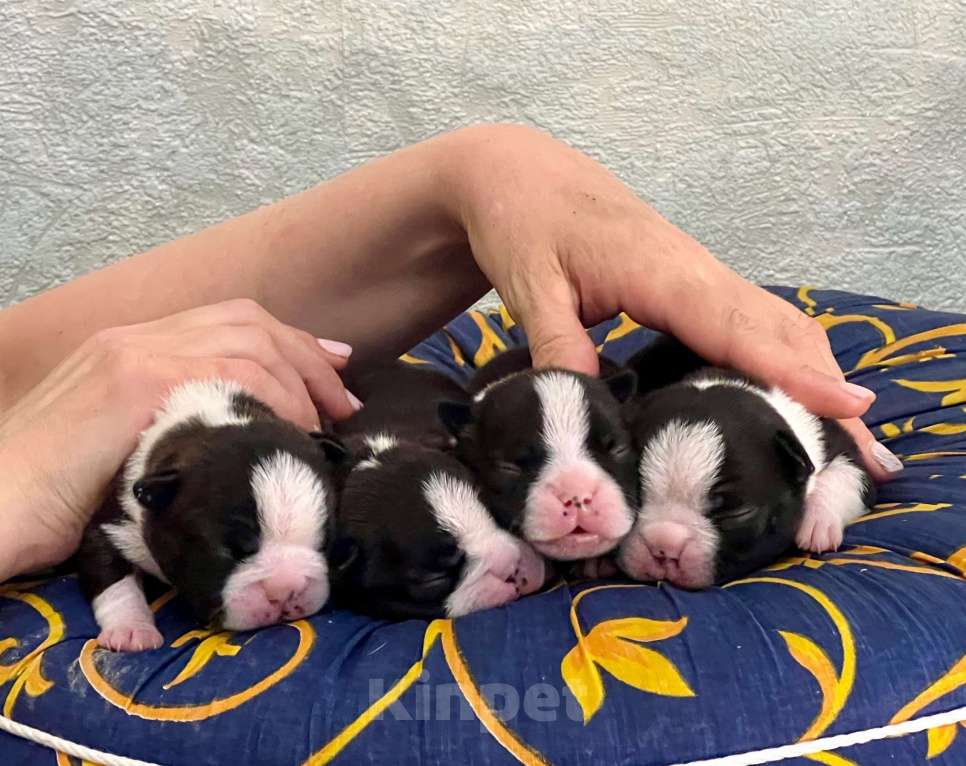 Собаки в Белгороде: Щенки Бостон Терьера РКФ Мальчик, 60 000 руб. - фото 9