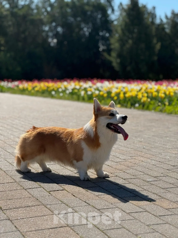 Собаки в Краснодаре: Щенок Вельш-Корги пемброк Мальчик, 45 000 руб. - фото 8